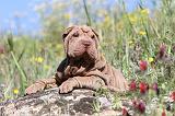 SHAR-PEI 413